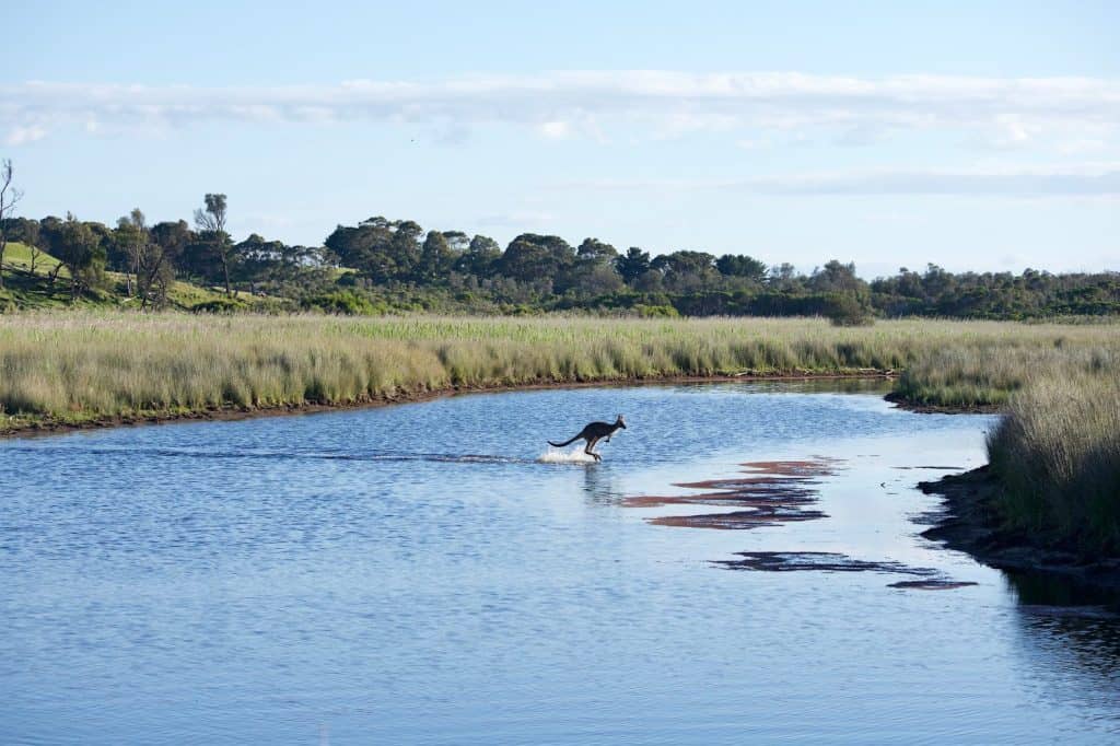 Kangaroo jumping in the river in Australia