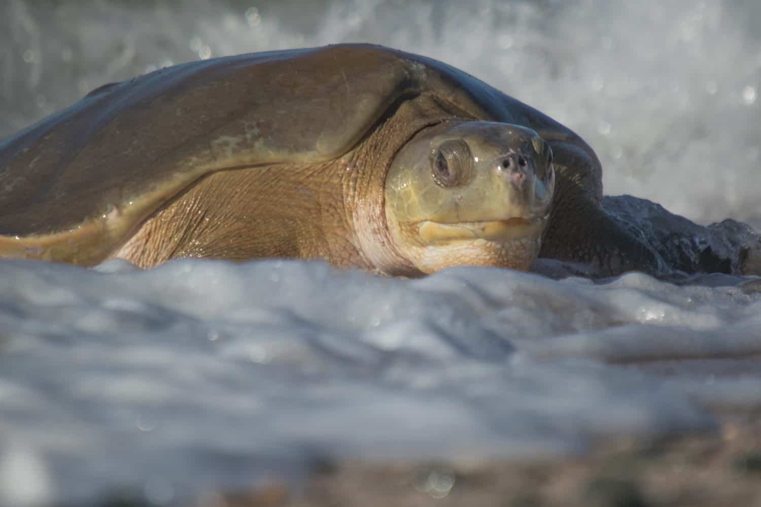 A Flatback turtle emerging from the surf to find a safe place to lay her eggs. These marine reptiles are endemic to Australia. This one was found at Wickham, Western Australia.