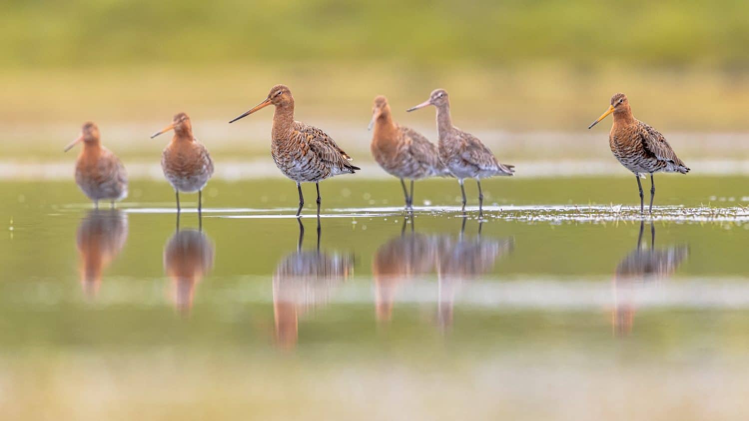 Flock of Black-tailed Godwit (Limosa limosa) Resting and Foraging in shallow Water of a Wetland during Migration. The Netherlands as an important Breeding habitat for the Black Tailed Godwit as well.