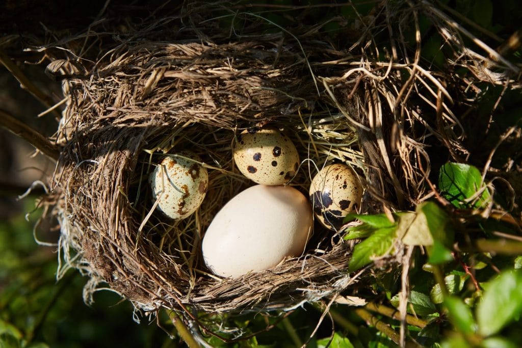 Three eggs and one big one in a bird's nest. The concept of the cuckoo's nest. Planted someone else's.