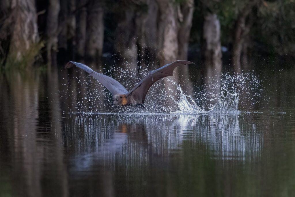 Close-up view of a grey-headed flying-fox, Pteropus poliocephalus, just after skimming the surface of a pond to cool down and get a drink, leaving a track of splashing water behind it.
