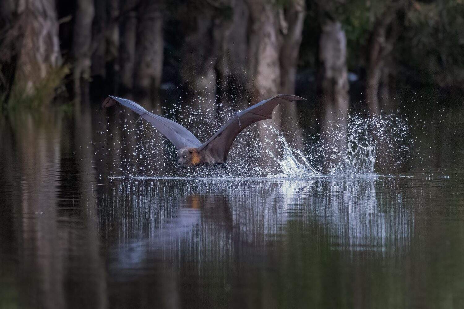 Close-up view of a grey-headed flying-fox, Pteropus poliocephalus, just after skimming the surface of a pond to cool down and get a drink, leaving a track of splashing water behind it.