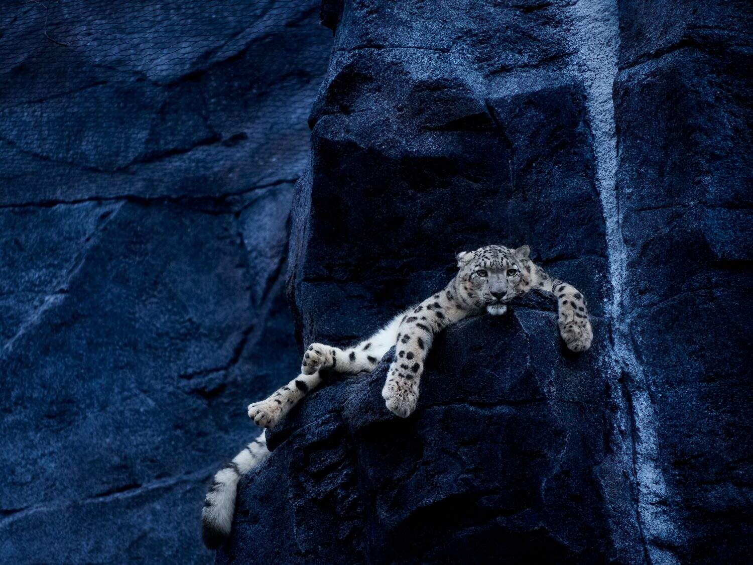 Snow leopard chilling on a rock