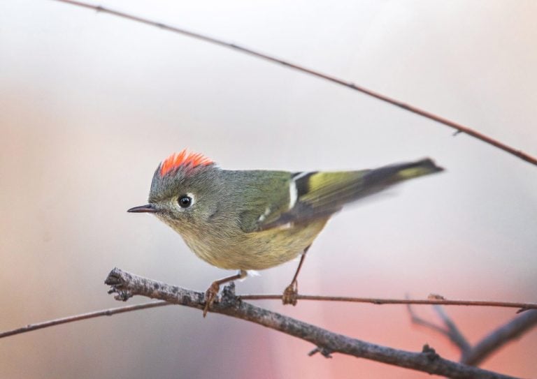 Ruby crowned kinglet on a branch in nature