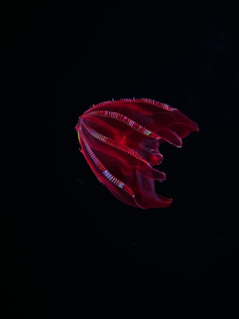 A Bloodybelly comb jelly, Lampocteis cruentiventer