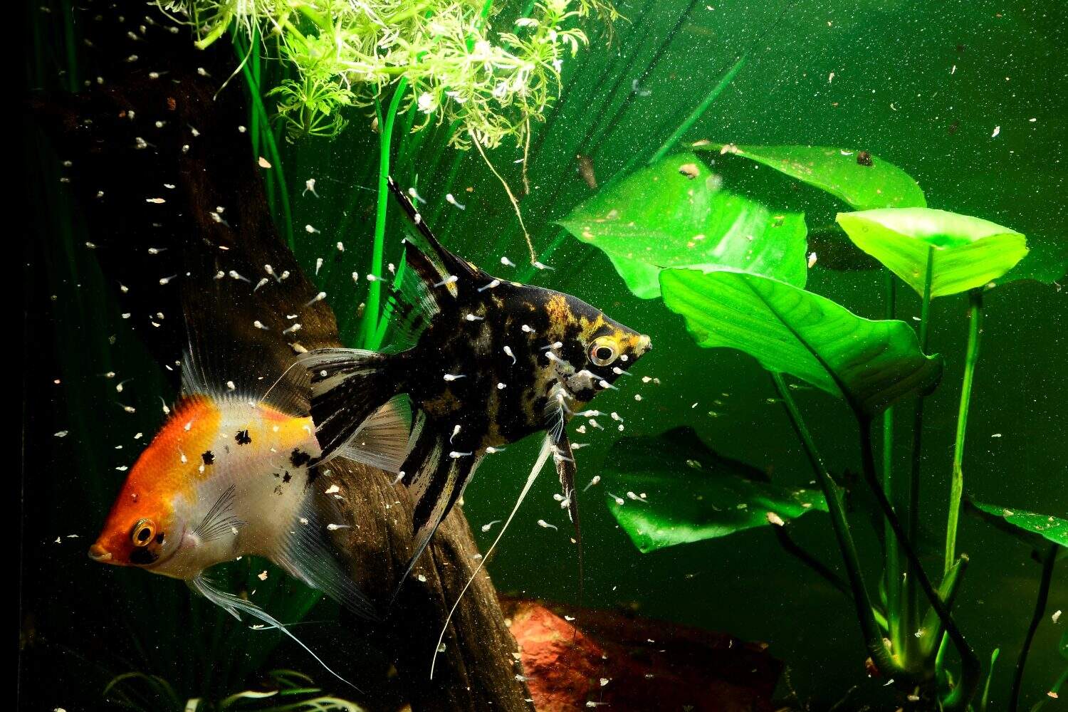 Male and female pair of Pterophyllum scalare scalars with cloud of fry in aquarium