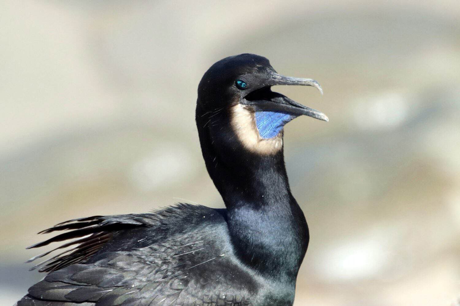 Ultra close up front view of black Brandt's cormorant bird sitting on rock in La Jolla, California. Black and blue bird photography. Head, beak, eyes and wings. Urile penicillatus seabird.