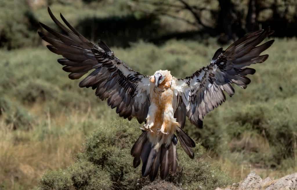 the power of the adult bearded vulture in landing