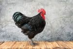 Australorp