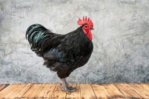 Chicken have red comb. Black australorp rooster stand on a wooden floor and background bare plaster or loft style.
