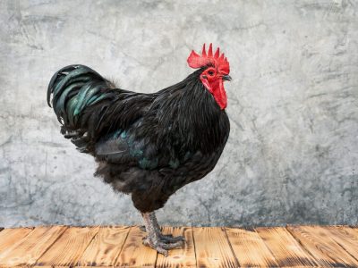 A Australorp Chicken