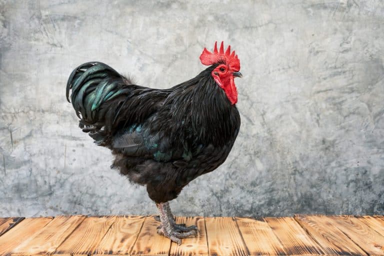 Australorp Chicken