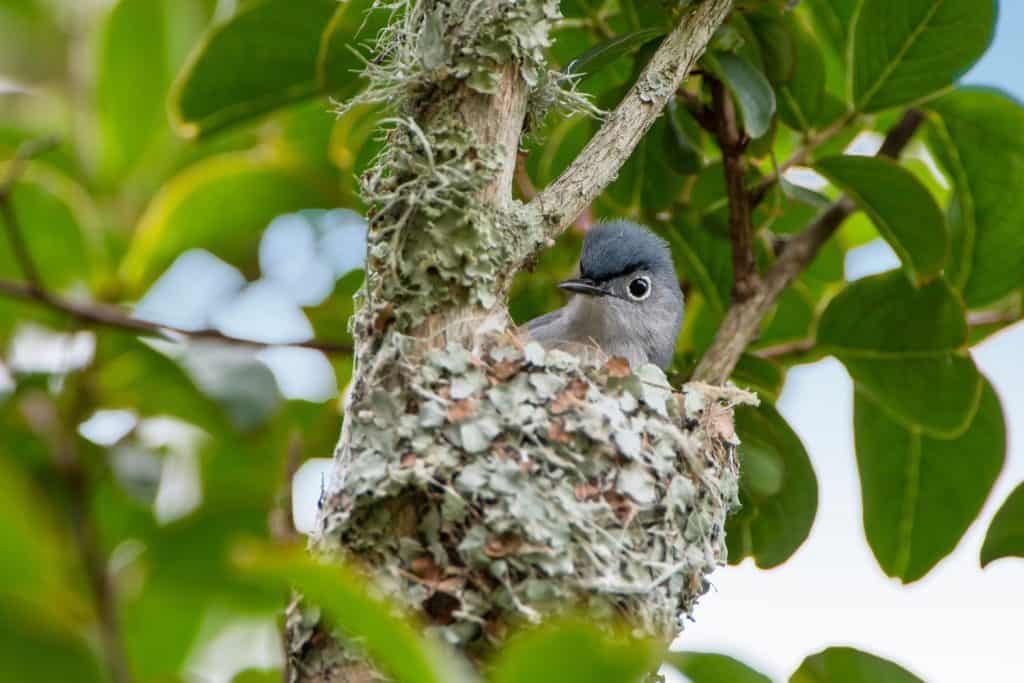 Blue Gray Gnatcatcher in Marvel of a Nest in Crepe Myrtle Tree