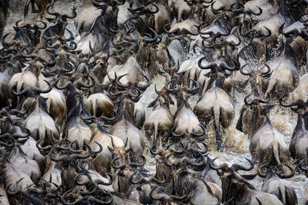 Blue wildebeest or common wildebeest, white-bearded wildebeest or brindled gnu (Connochaetes taurinus) crossing the Mara River.  Serengeti National Park. Tanzania