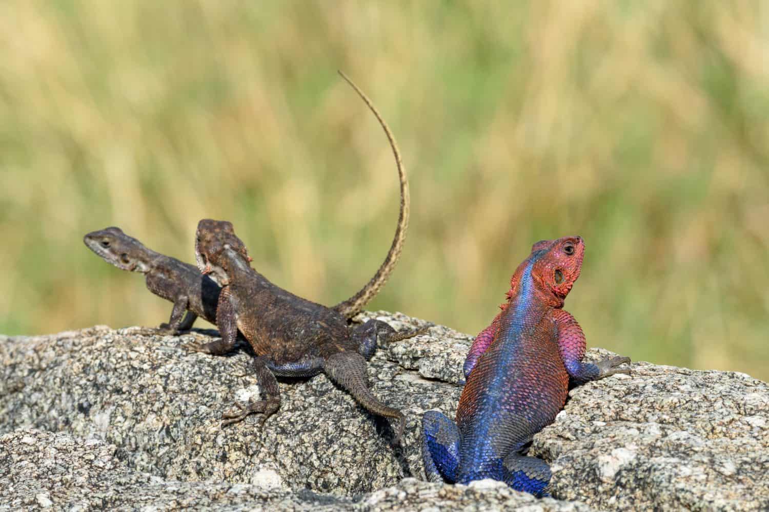Mwanza flat-headed rock agama or the Spider-Man agama (because of its colouring) (Agama mwanzae) male and females. Serengeti National Park. Tanzania