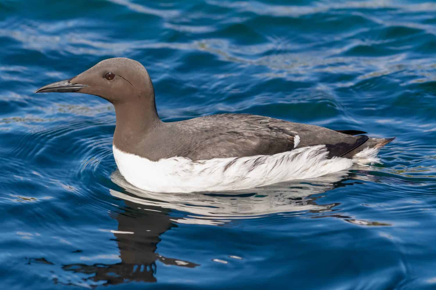 Common murre or common guillemot - Uria aalge - swimming in blue water of Barents Sea. Photo from Hornoya - Horn&oslash;ya Island in Norway.