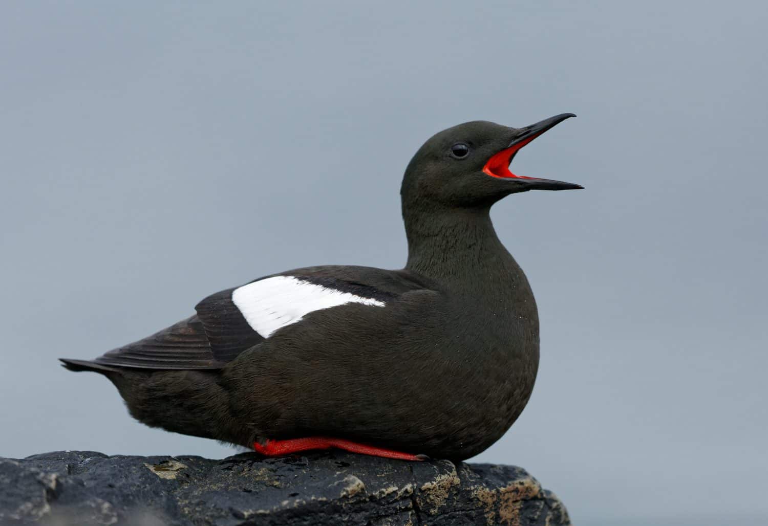 Black guillemot or tystie is a medium-sized seabird of the alcid family, Alcidae, native throughout northern Atlantic coasts and eastern North American coasts. It is resident in much of its range.