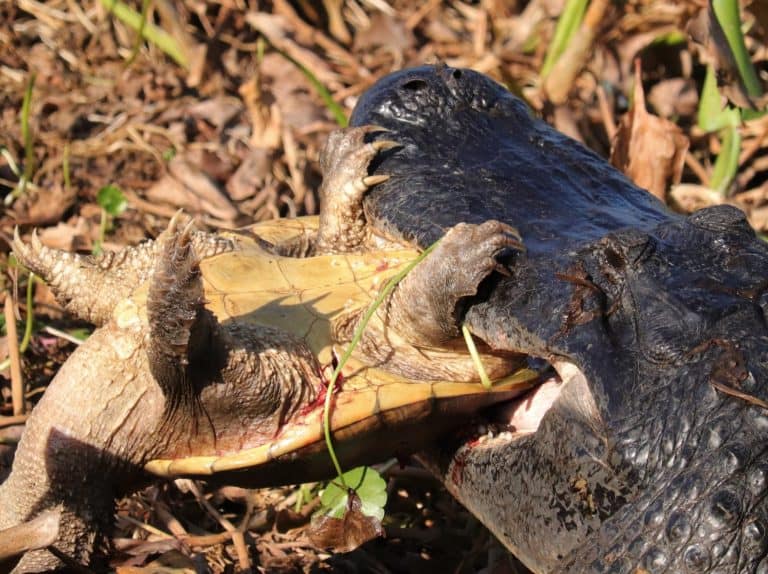 Harsh Reality of Nature Alligator Eating a Snapping Turtle at Sweetwater Wetlands Park Paynes Prairie Gainesville FL