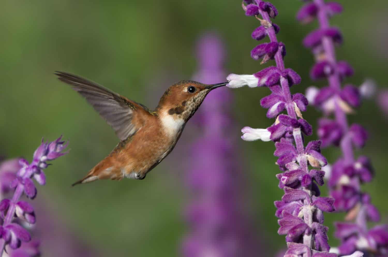 Allen's hummingbird, Selasphorus sasin, feeding on Mexican Bush Sage flowers.