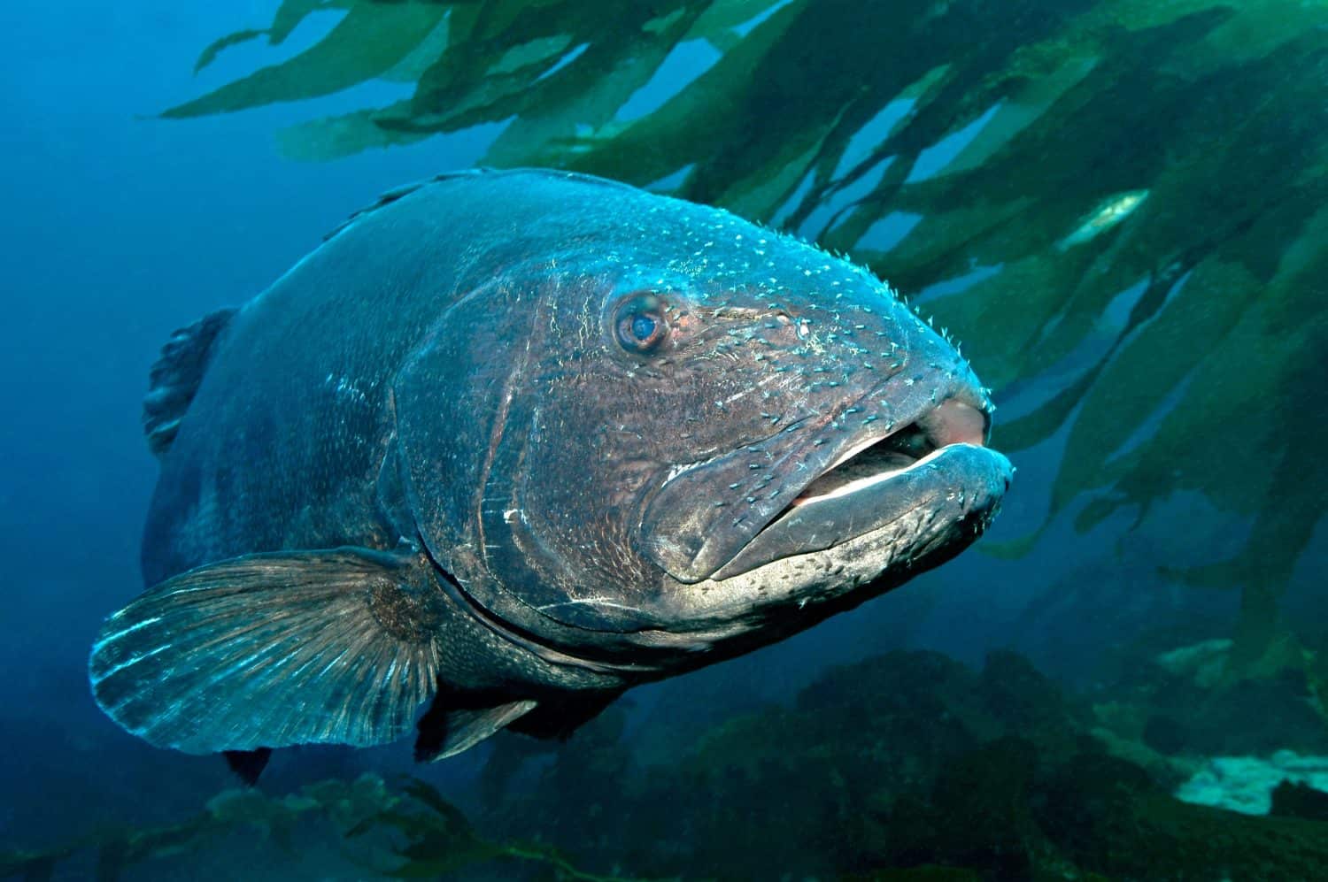 A rare giant black seabass with parasites attached to its head swims through the thick kelp off of Catalina Island in California's channel islands.  