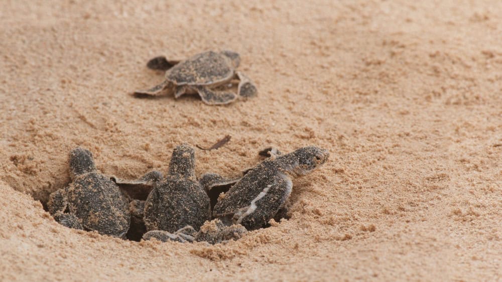 Multiple Loggerhead baby sea turtles hatching at a turtle farm in Hikkaduwa. Sri Lanka.