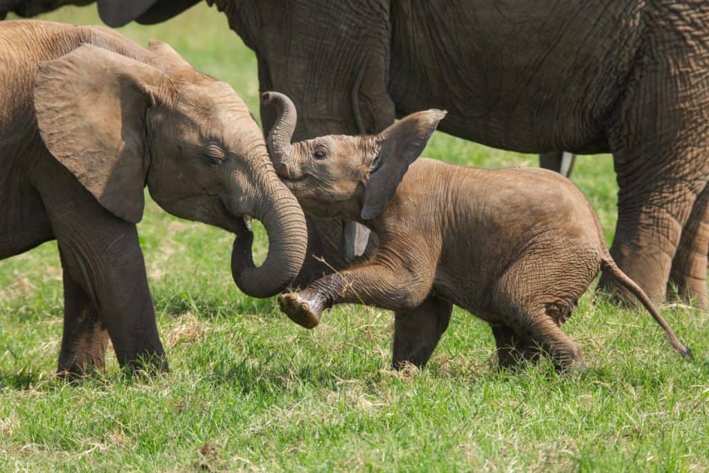 Young African elephants having fun with each other and playing in the savanna of Masai Mara, Kenya