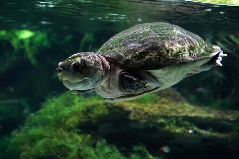 big headed amazon river turtle underwater close up portrait looking at you