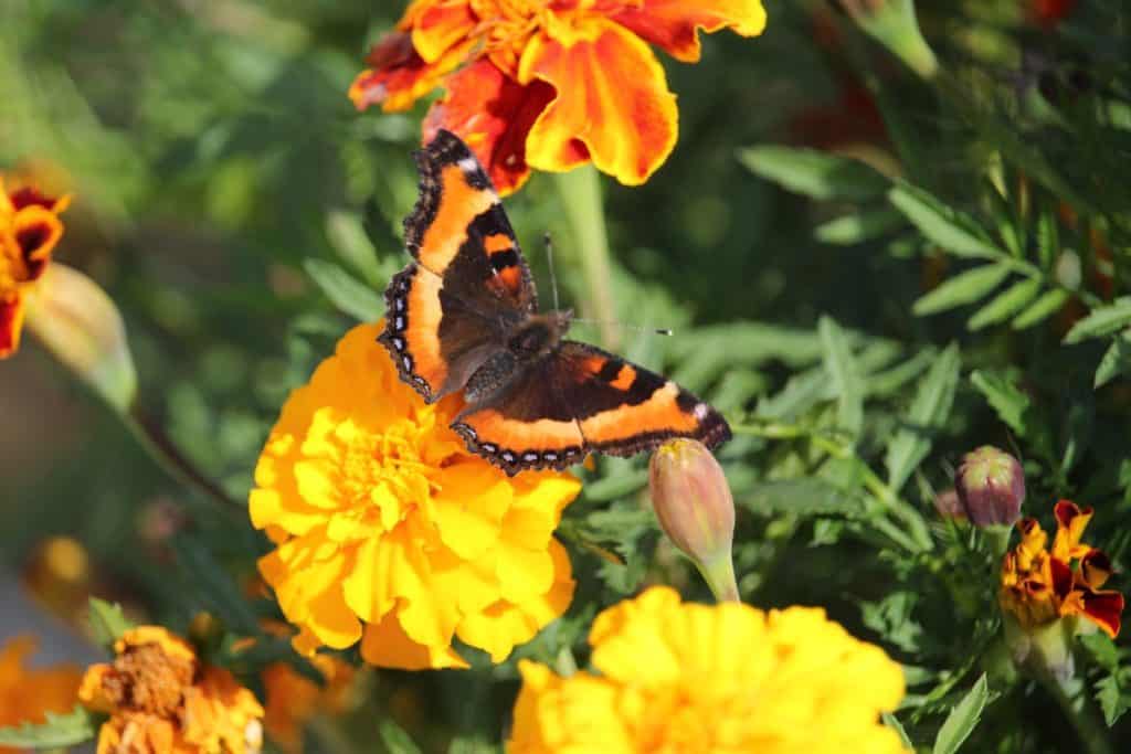Milbert's Tortoiseshell Butterfly on Marigold