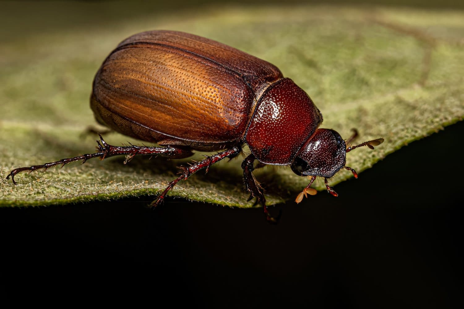 Adult June Beetle of the Subfamily Melolonthinae