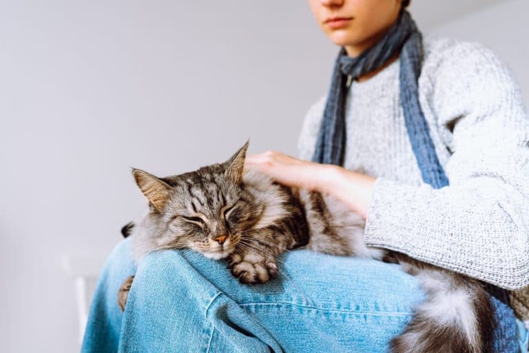 Domestic fluffy tabby cat sleeps on lap of young girl. Care and care of pets, treatment of sick animal, hair combing, tenderness