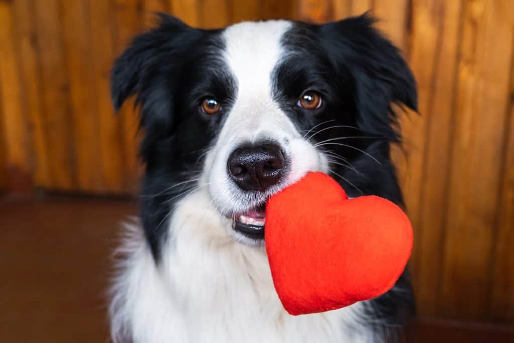St. Valentine's Day concept. Funny portrait cute puppy dog border collie holding red heart in mouth, at home indoor background. Lovely dog in love on valentines day gives gift
