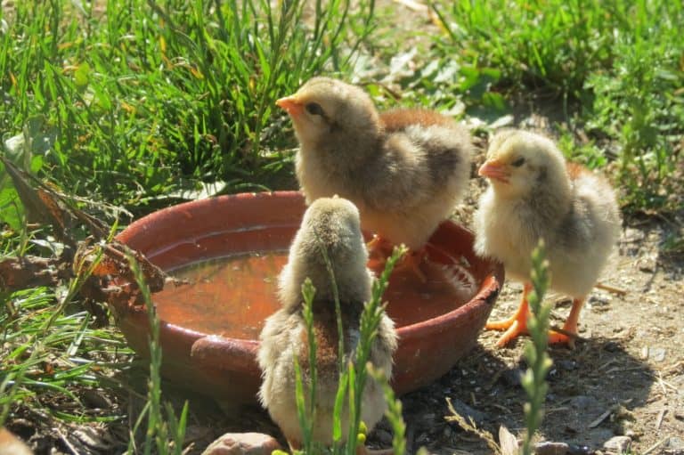 Small chickens from the breed Dorking.