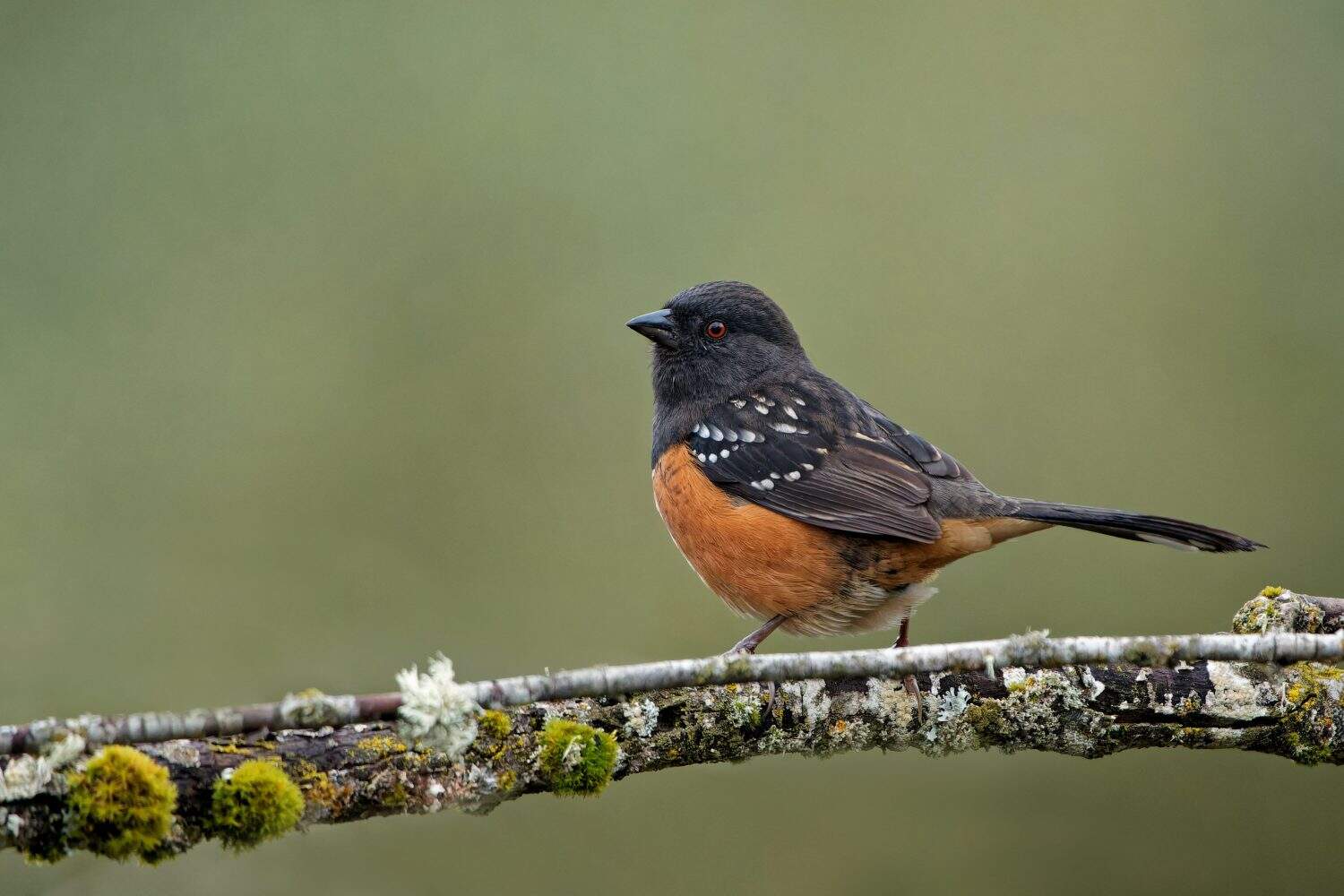 A spotted towhee bird (Pipilo maculatus) on a branch on blurred background