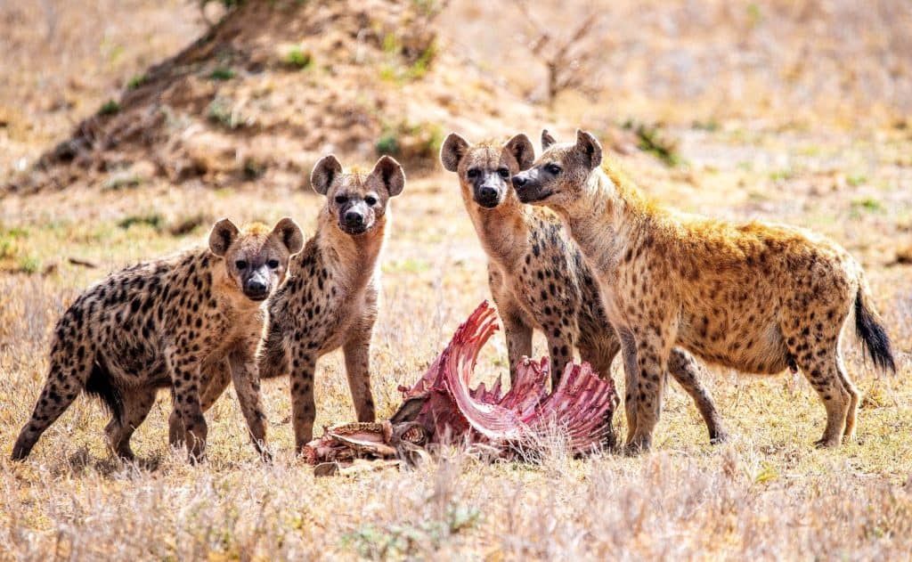 Spotted Hyenas Kenya East Africa