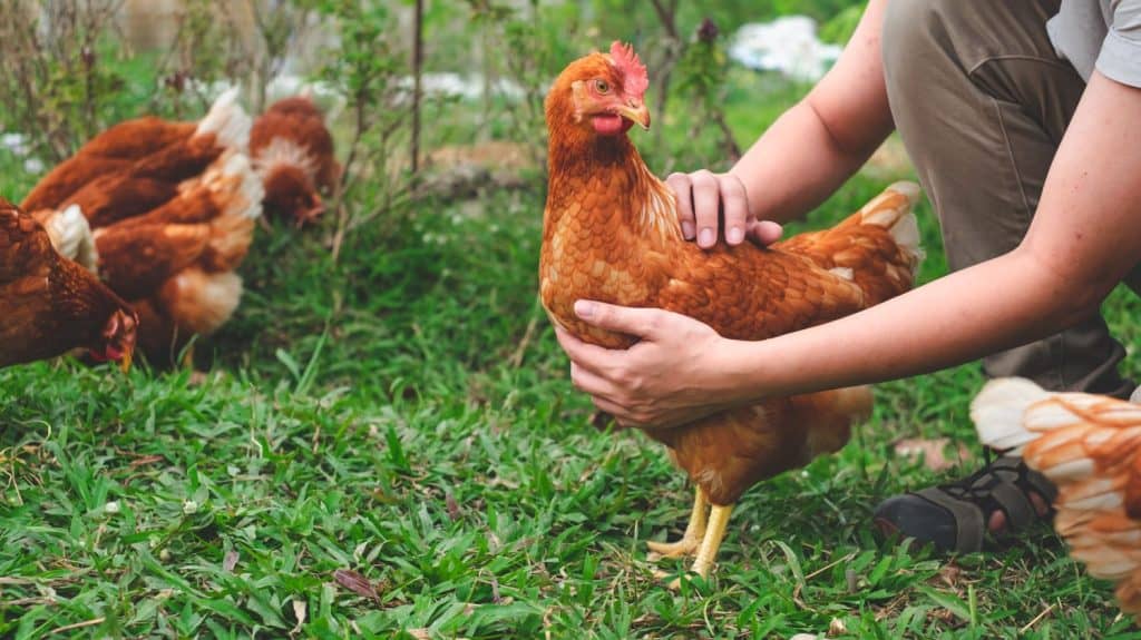 Chicken or hen was holded by her owner, Concept of caring farming or agriculture. An eco-friendly or organic farm. Free cage hen, happy and healthy chicken in outdoor farm. slow lifestyles.