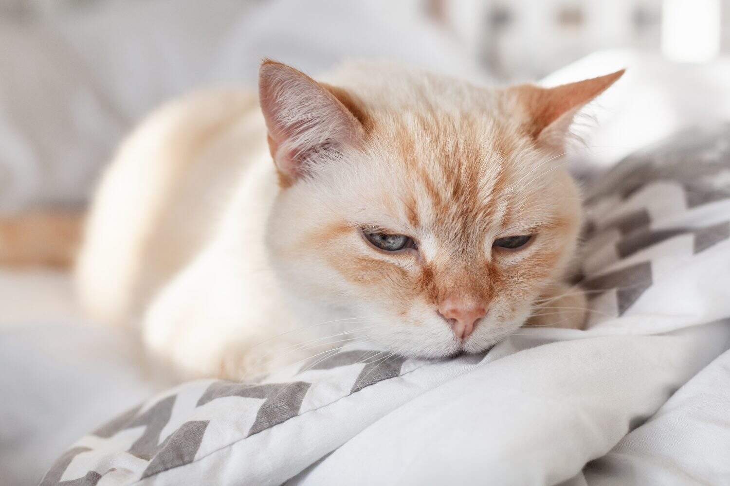 Pale domestic cat on the bed with a zigzag sheet. Pet in Scandinavian-style bedroom. Pets-friendly hotel or home. Adoption and welfare concept. Kitty heating indoors. A sunny winter day at home.