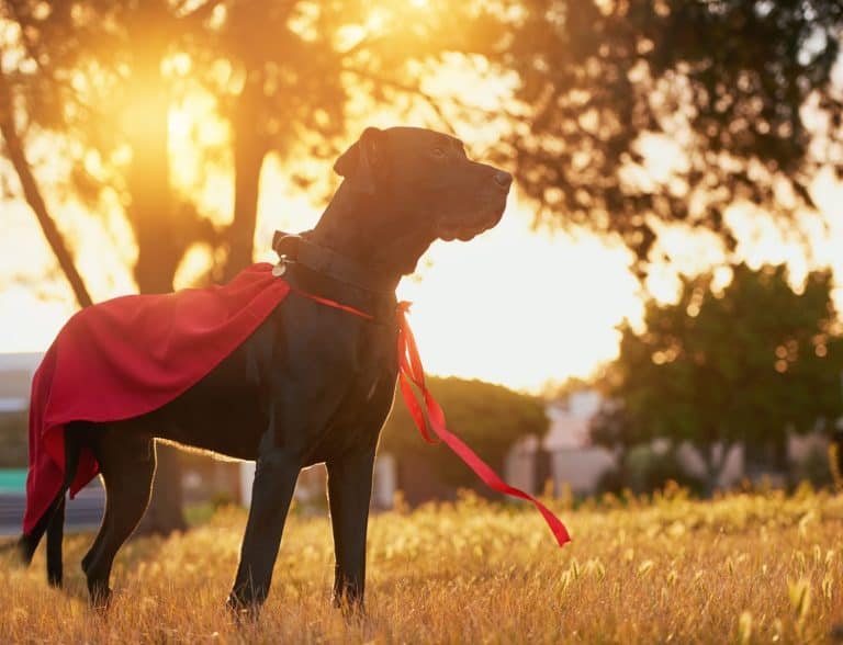 Ready to save the day. Shot of a dog with a cape standing outside.