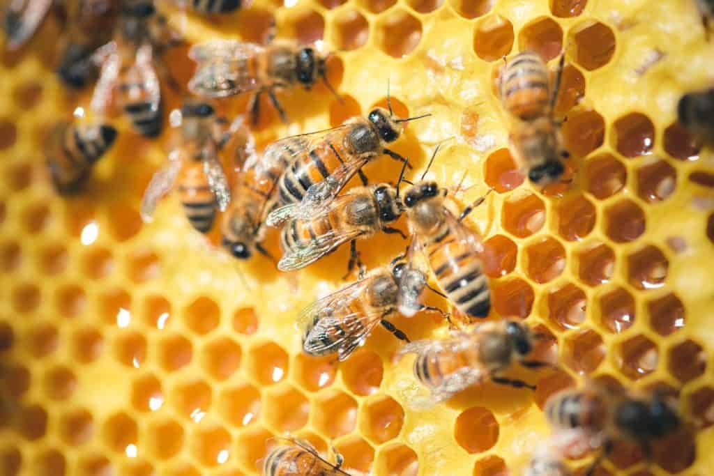 closeup of honeycomb with bees making honey
