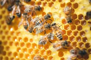 How Bees Spend the Winter - A-Z Animals