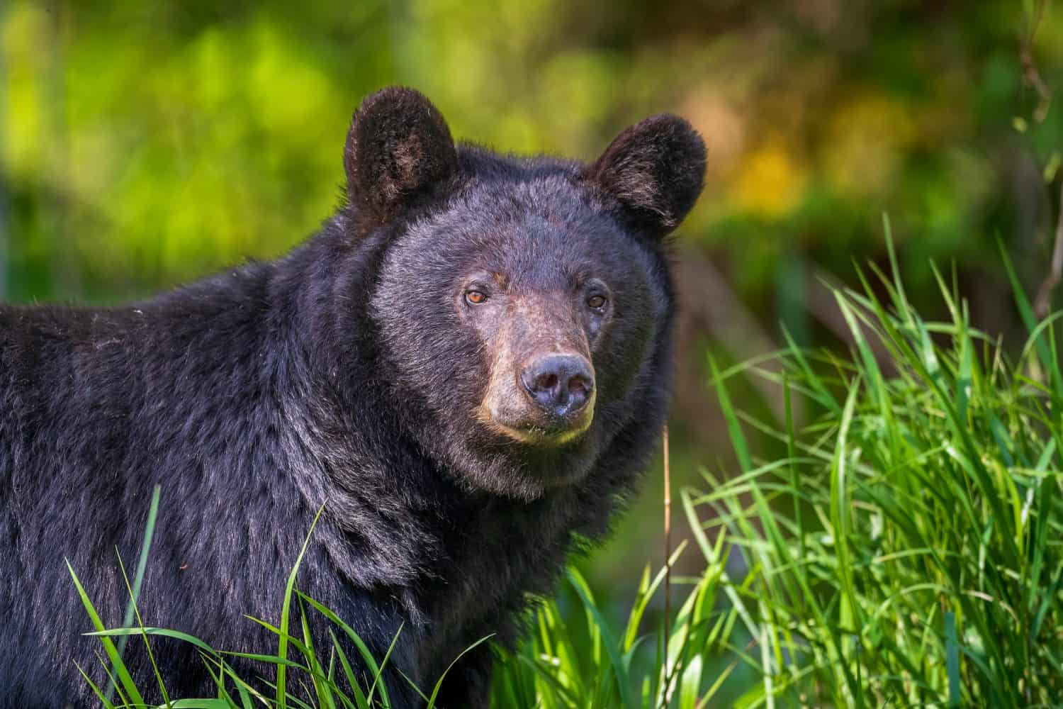 Black Bear in Great Smoky Mountains National Park