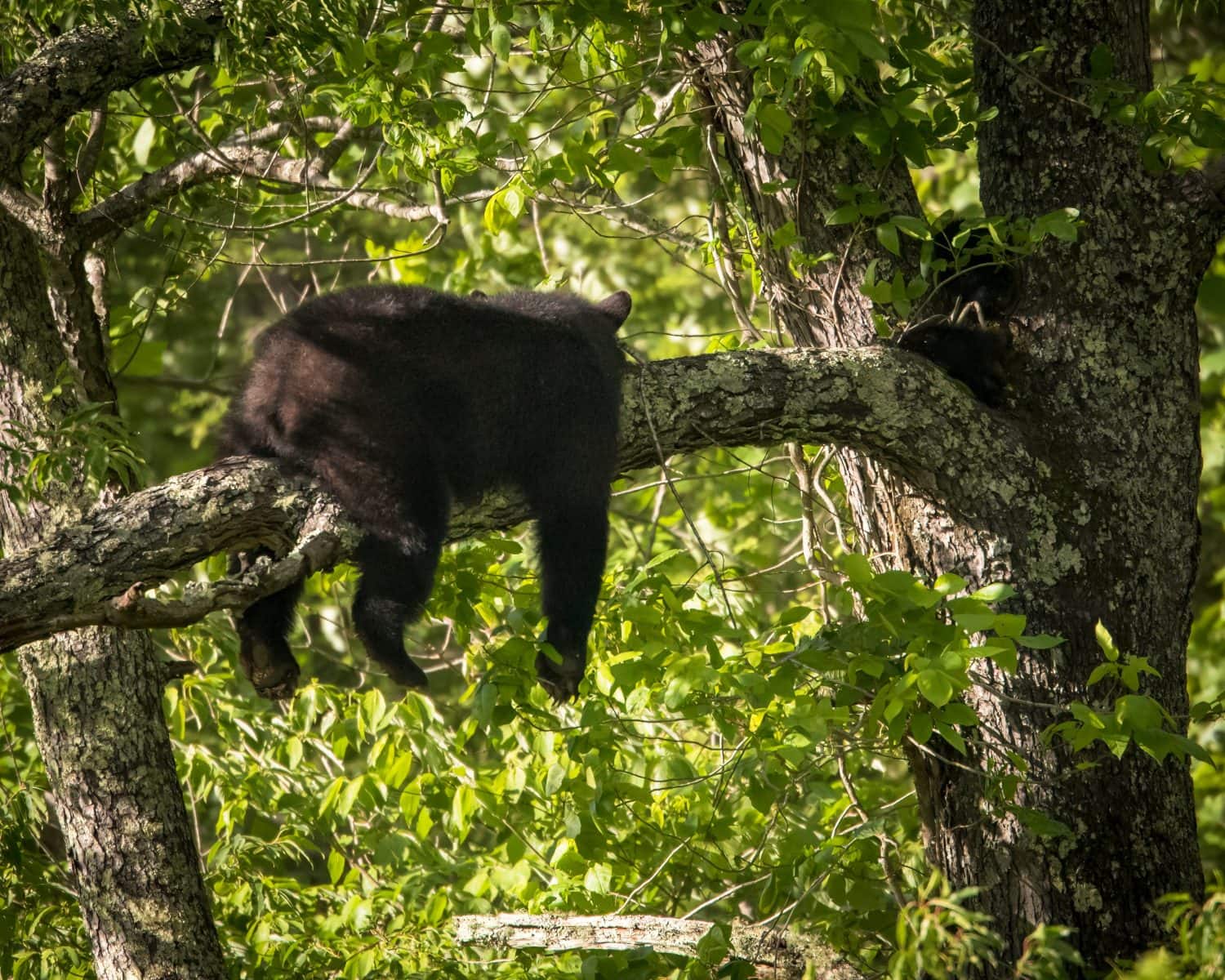Momma Black Bear naps in tree next to cubs in Great Smoky Mountains National Park
