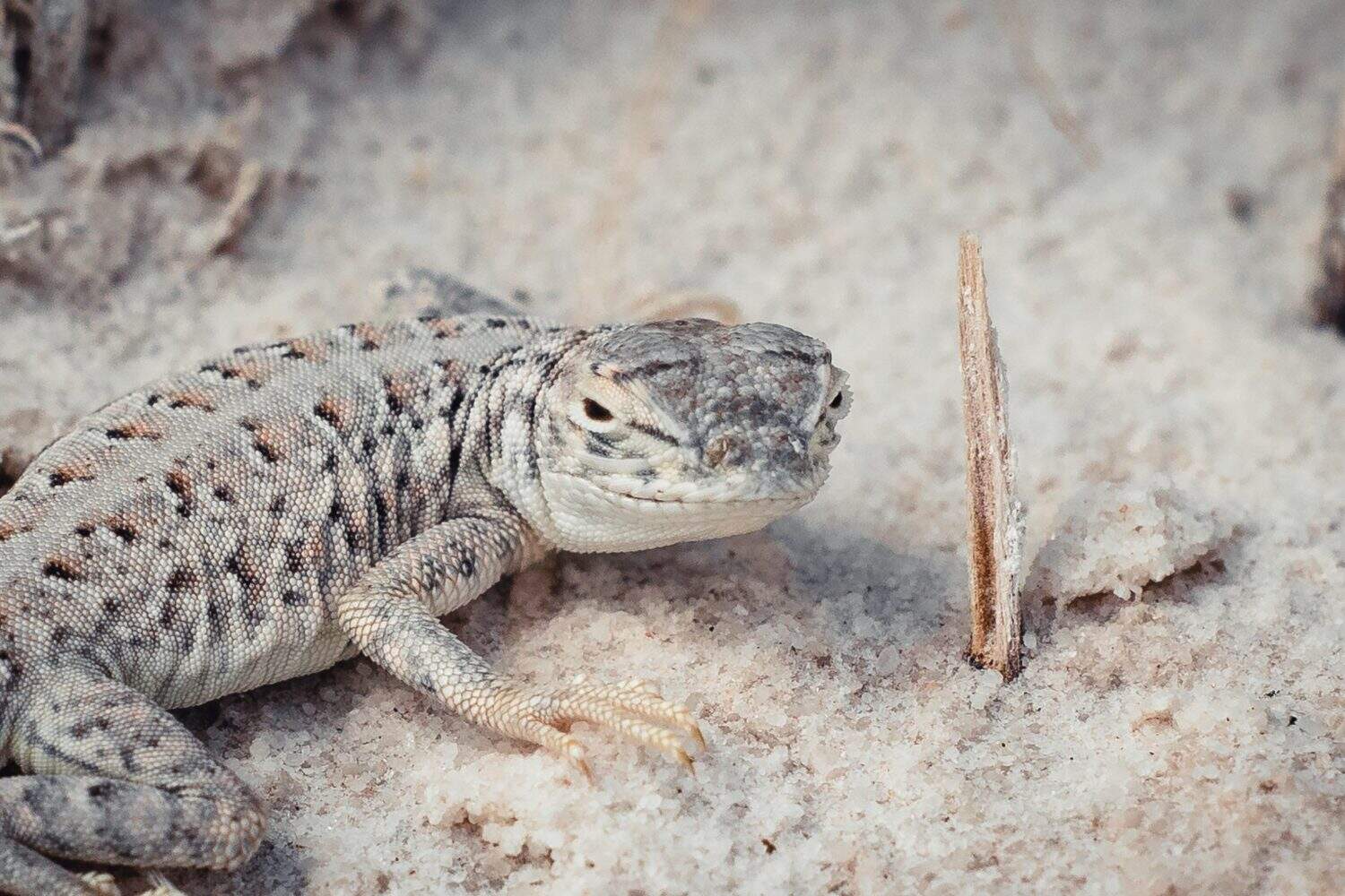 A Bleached Earless Lizard located in White Sands National Park.