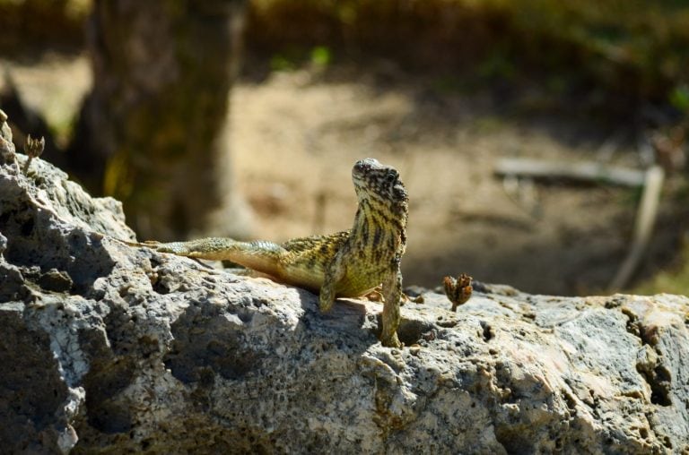 Curly-tailed lizard missing a foot, basking in the sun on top of a lava rock with a blurred background.