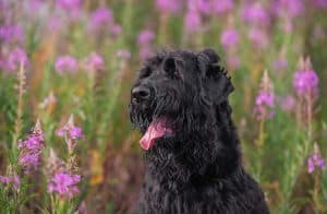 Russian black terrier Aron portrait in Ivan tea