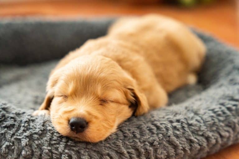 Baby dog Golden Retriever Puppy