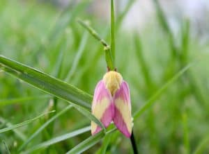 The rosy maple moth is a small insect common in North America.