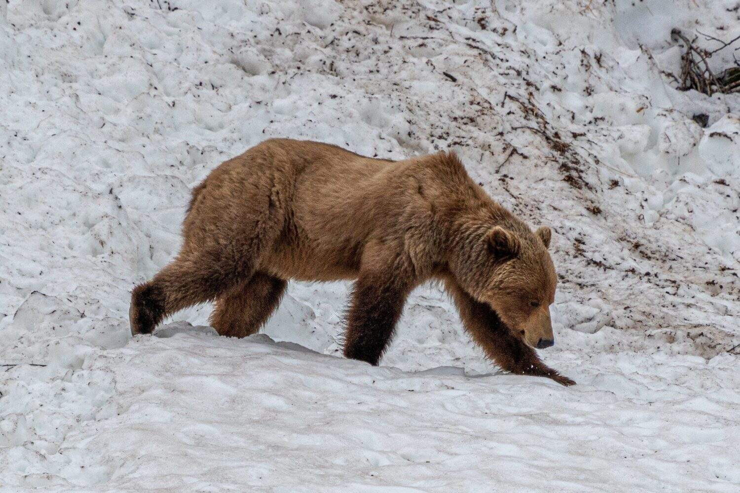 A brown bear (grizzly bear) spotted on snow in Glacier Bay National Park, Gustavus, Alaska