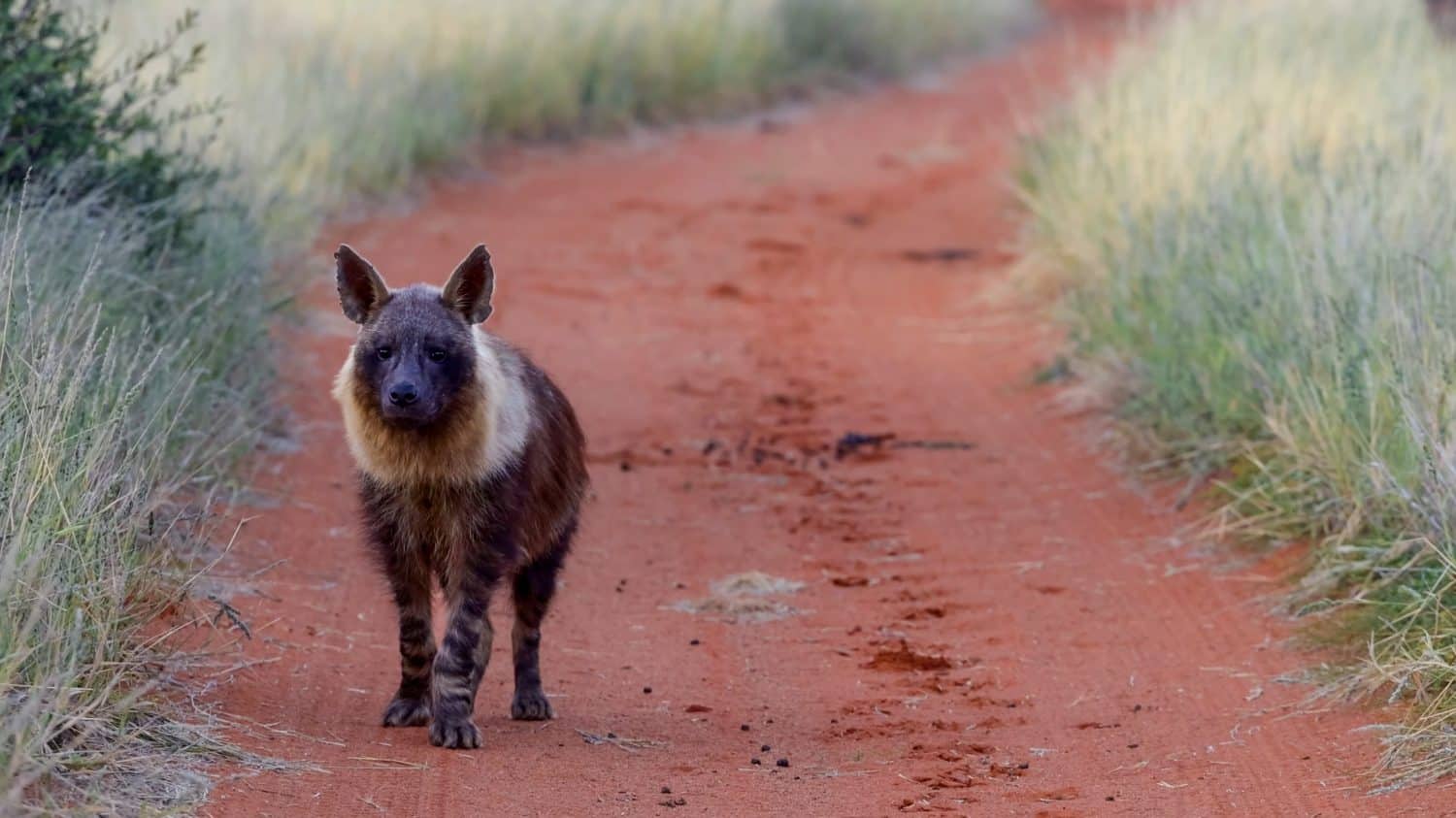 brown hyena (Parahyaena brunnea) also called strandwolf