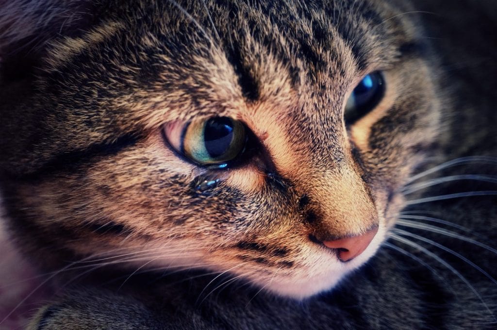 An emotional portrait of a crying cat