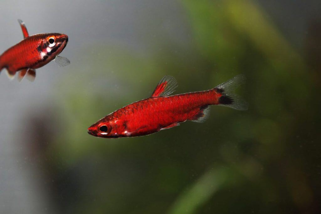 Red Aquarium Fish: 13 Types of Red Fish - A-Z Animals